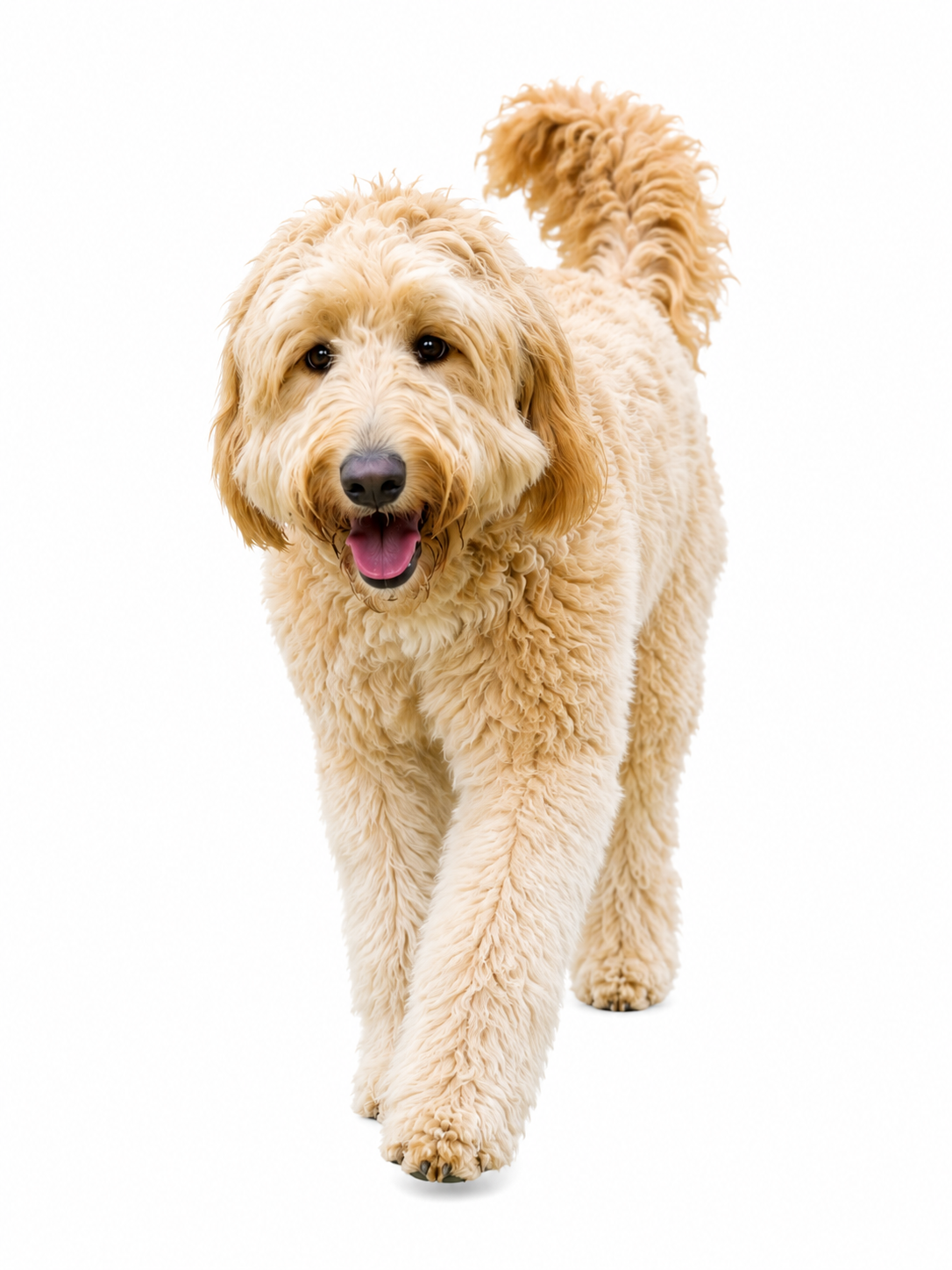 大型犬
