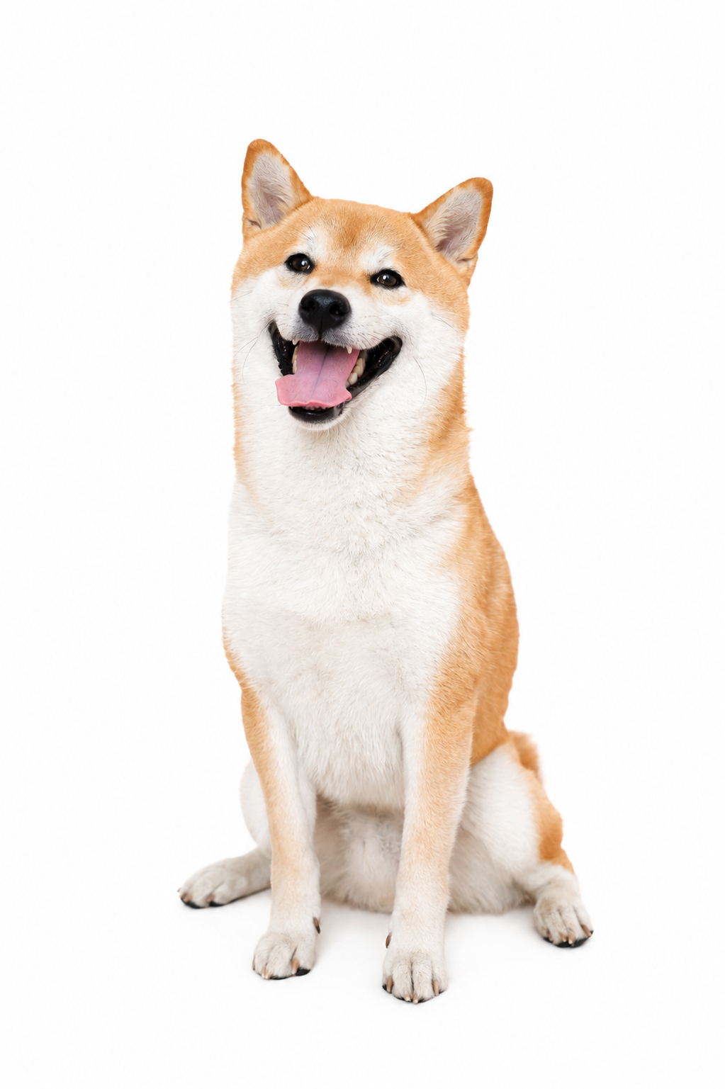 中型犬